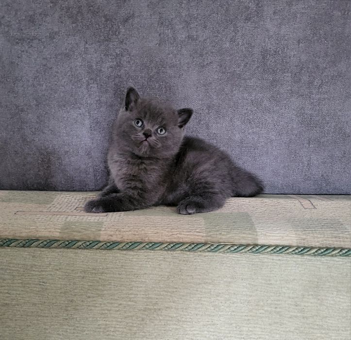 Шотландський хлопчик