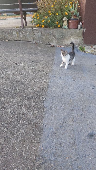 Kociaki, łowne kotki szukają domu