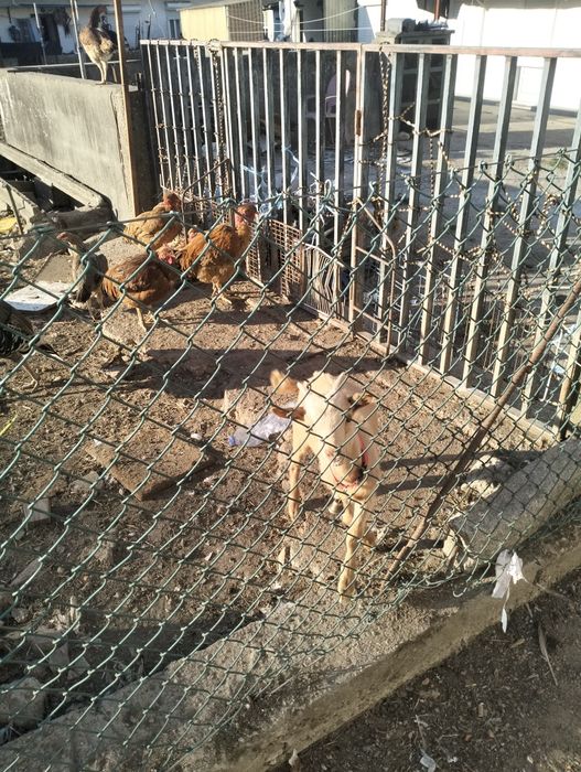 Cabrito criado á biberão .. extremamente dócil..