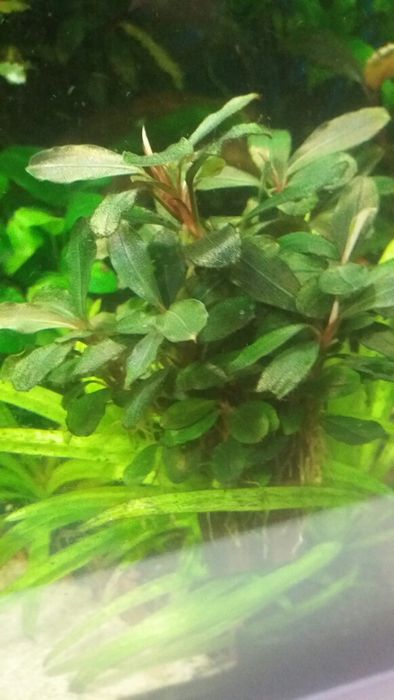 Rośliny pogostemon anubias bucephalandra