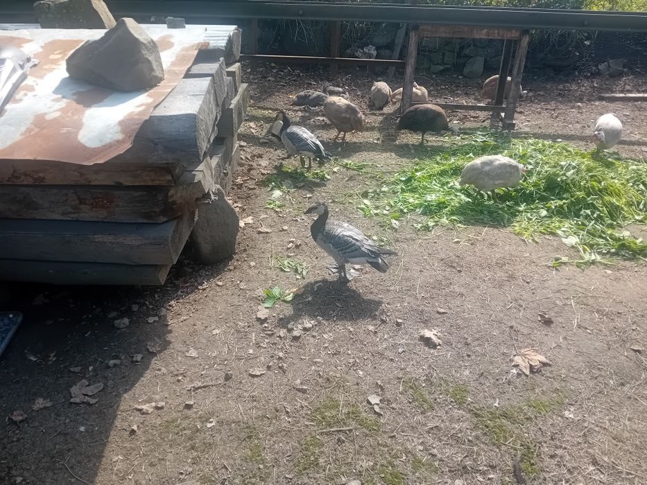 Biegus indyjski gąski bernikle