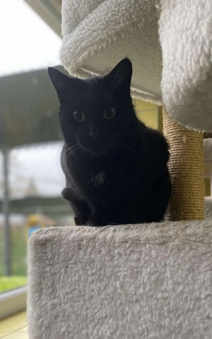 Czarnym kocurek Elmo do adopcji od 3lat :(