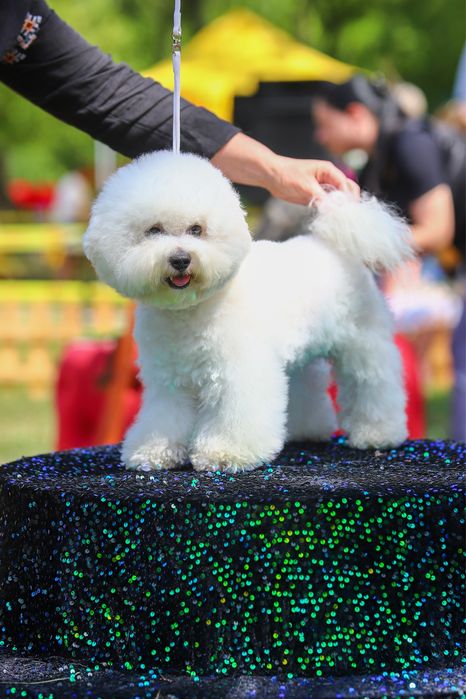 Berrymor Melody Love Dennkiss