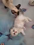 Bounty  Kochany Ragdoll