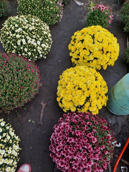 Sprzedam chryzantemy