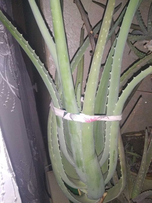 Алое Вера цветок более 5 лет