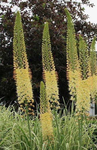 Эремурус Бунге (желтый)  и Ольги (розовый)