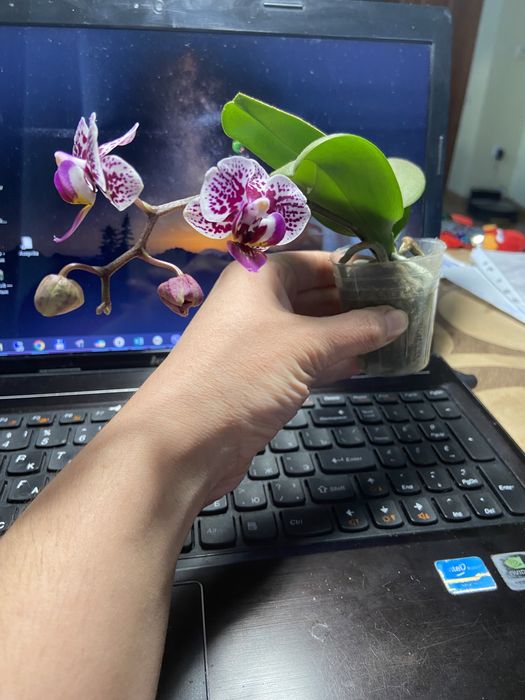 Фаленопсис підліток-азіат