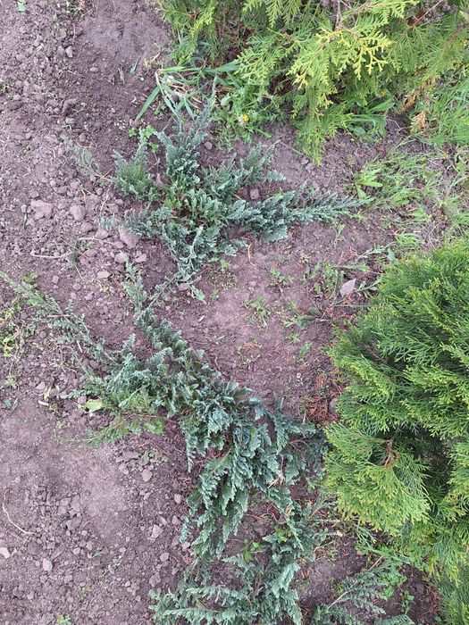 Ялівці Блю чип (можжевельник)