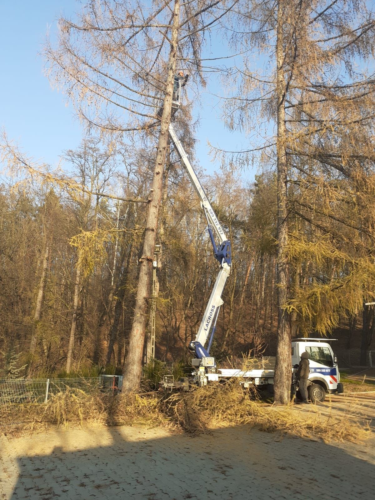 Wycinka i pielęgnacja drzew, utrzymanie zieleni, ogrody