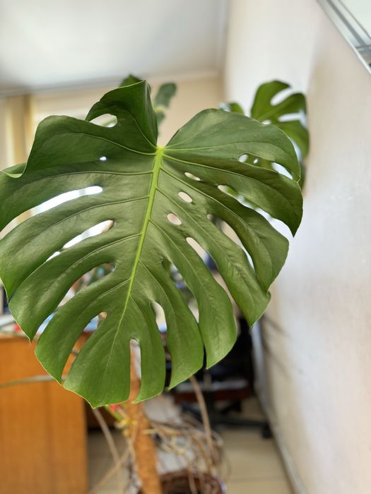 Вазон монстера