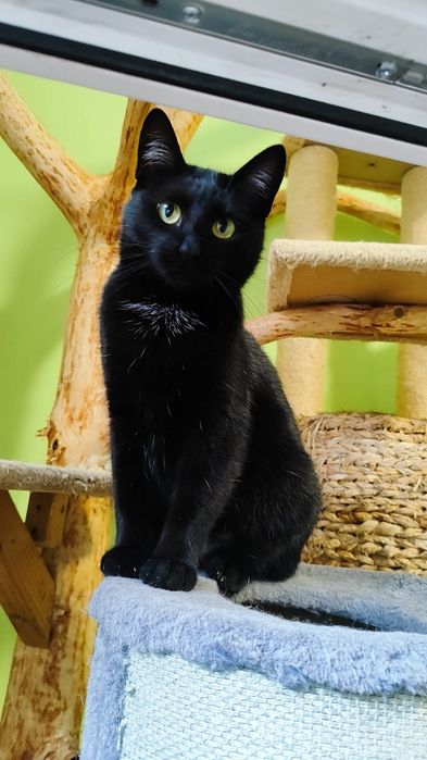 Malwinka szuka domku