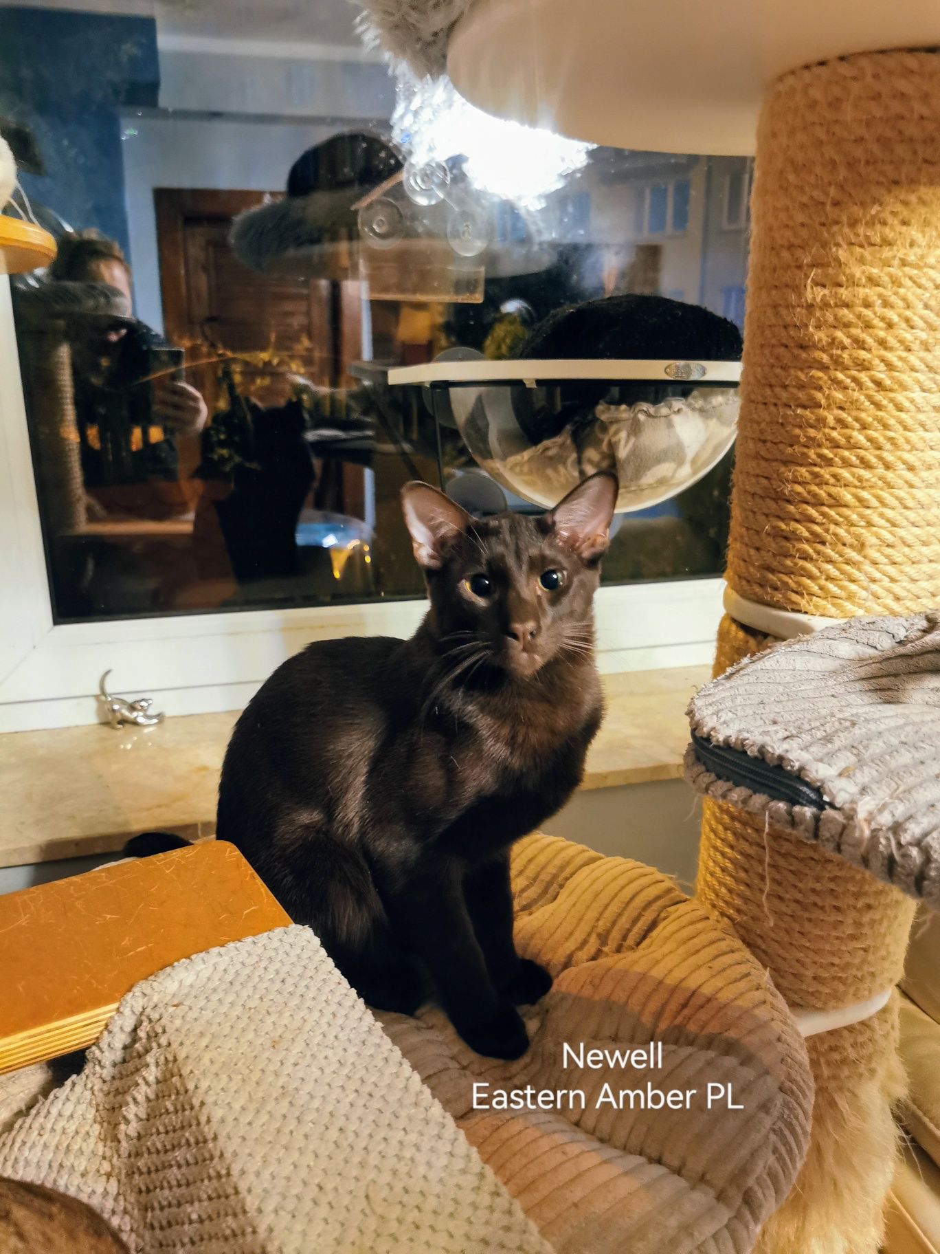 Peterbald orientalny kocurek gotowy do zmiany domku