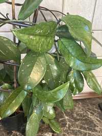 Hoya carnosa - duża roślina - pięknie kwitnie