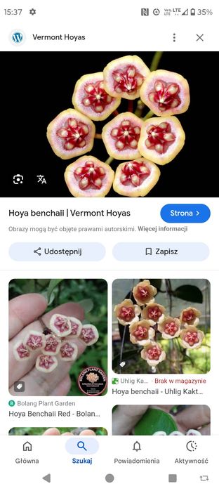 Hoya benchaii
Sadzonka cięta 
Posiada kilka węzłów i