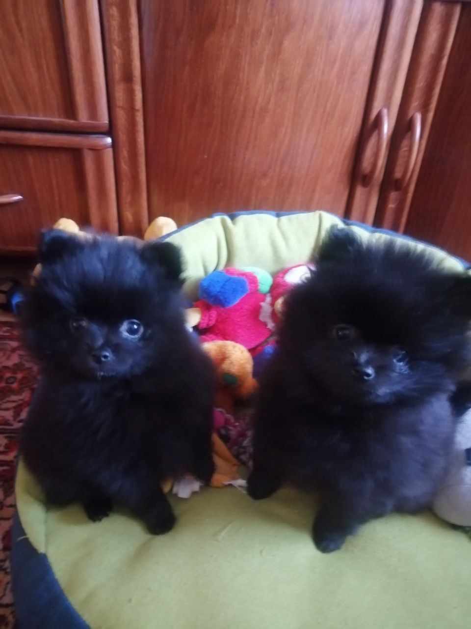 Продам щенка шпица мальчика