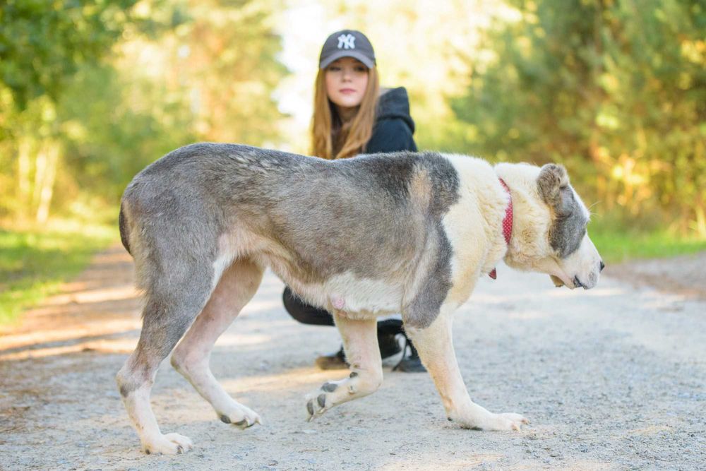 ZARA - duża smutna sunia w typie owczarka środkowoazjatyckiego