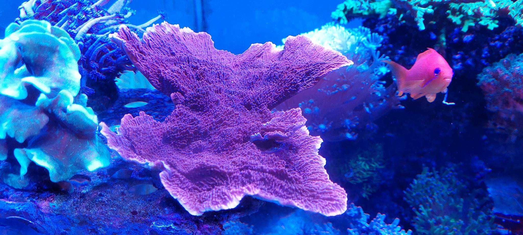 !!!Akwarium morskie Montipora talerzowa red!!!