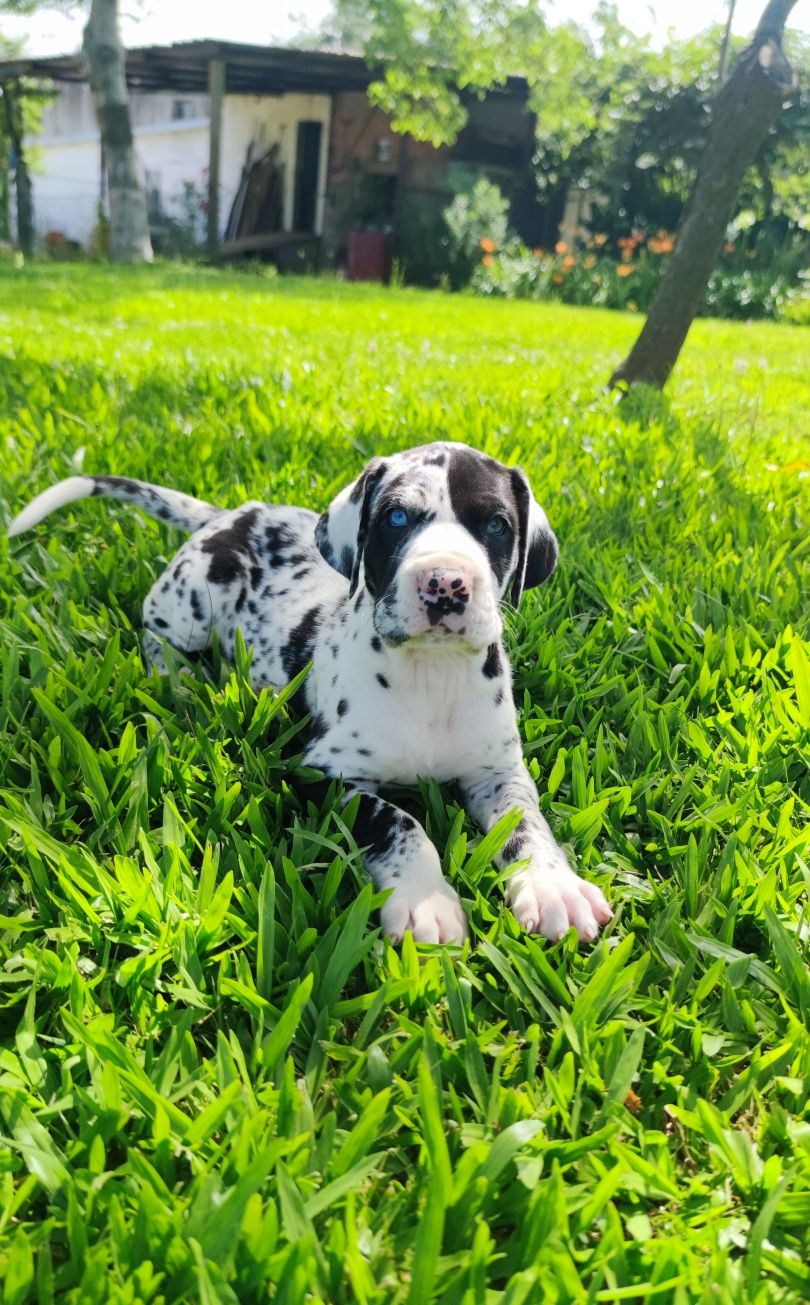Dogue Alemão Arlequim macho (olho azul e verde)