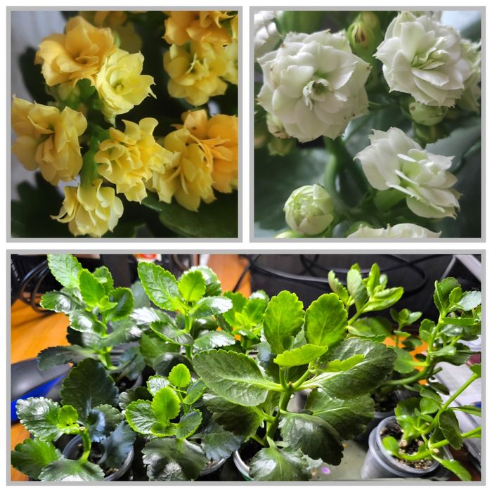 Продам каланхоє, каландіву