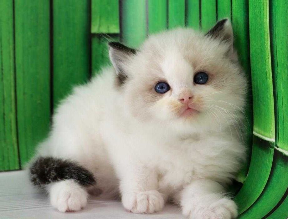 Дуже красива порода-Ragdoll. Самий ласкавий котик