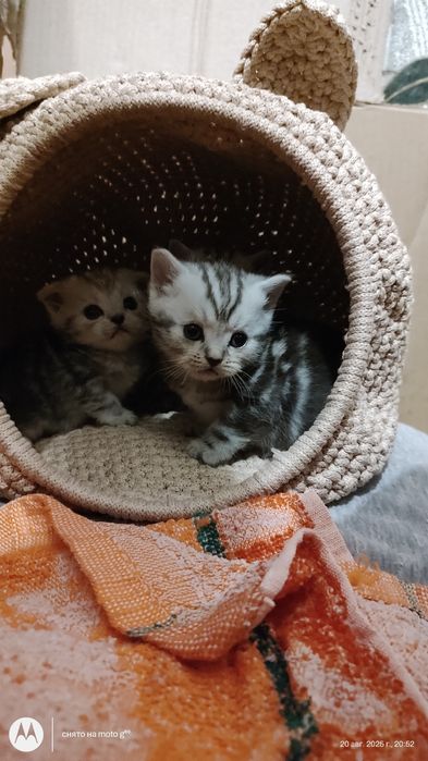 Корзинка для кішки