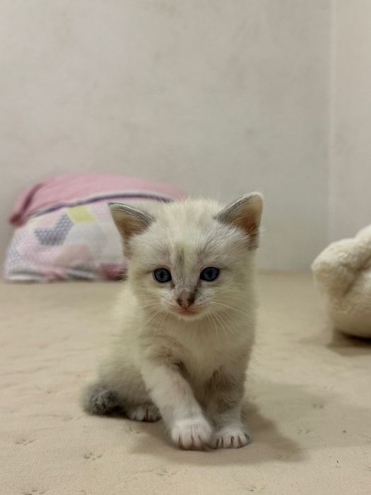 Gatinhos bebes para adoção responsável