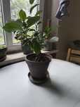 Fikus tępy bonsai