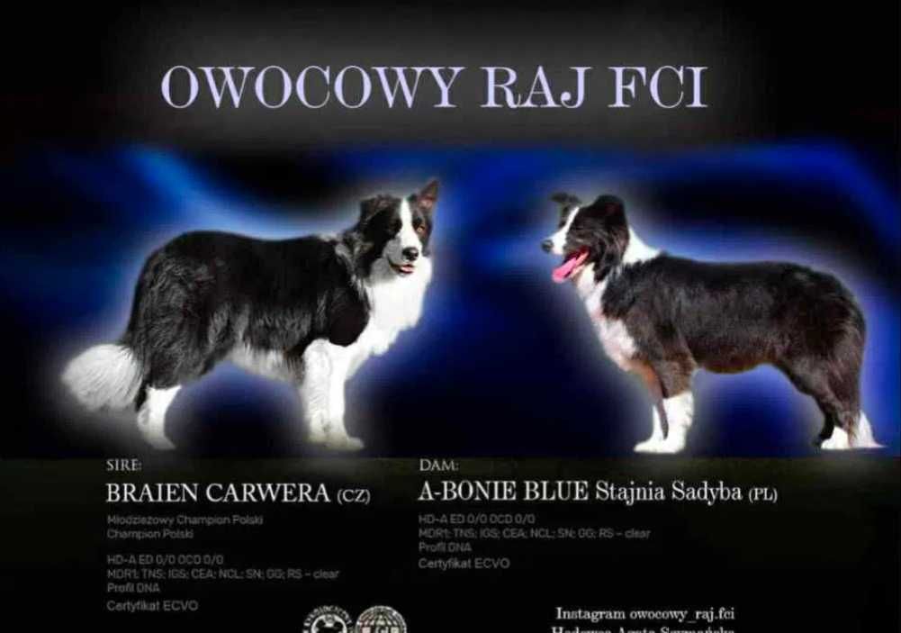Border Collie FCI ZKwP suczka