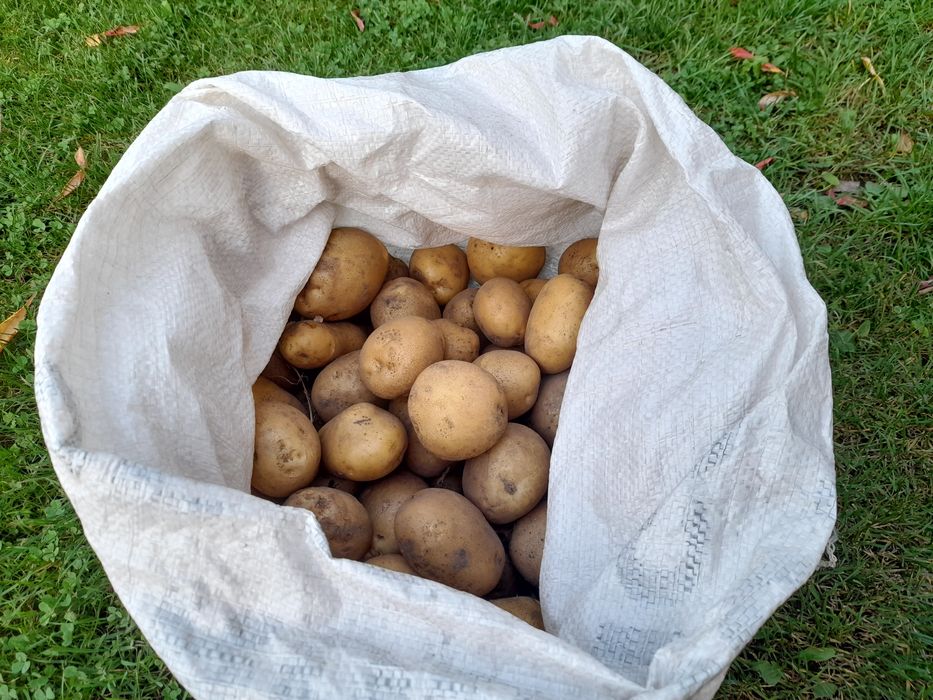 Ziemniaki ekologiczne