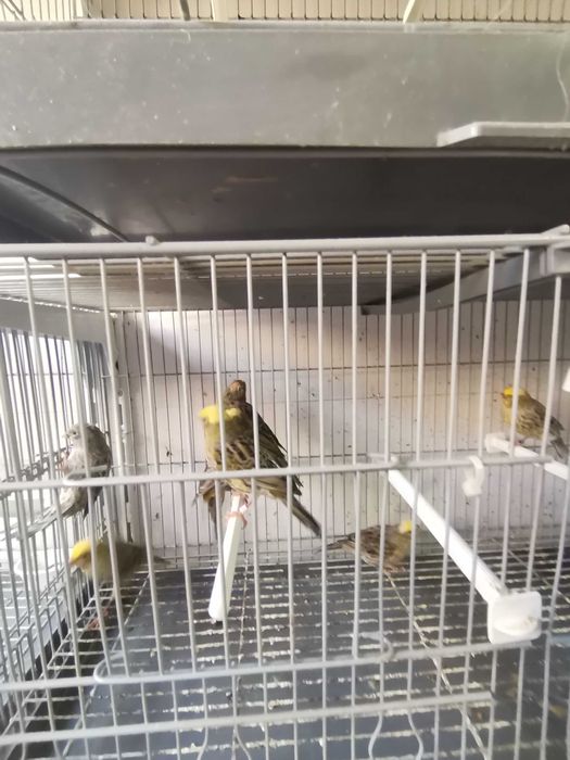 Canarios lizard novos