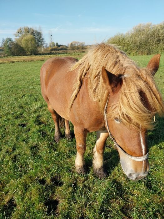 Sprzedam klacz zimnokrwistą typ sztumski