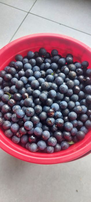 Tarnina  śliwka 5kg świeża