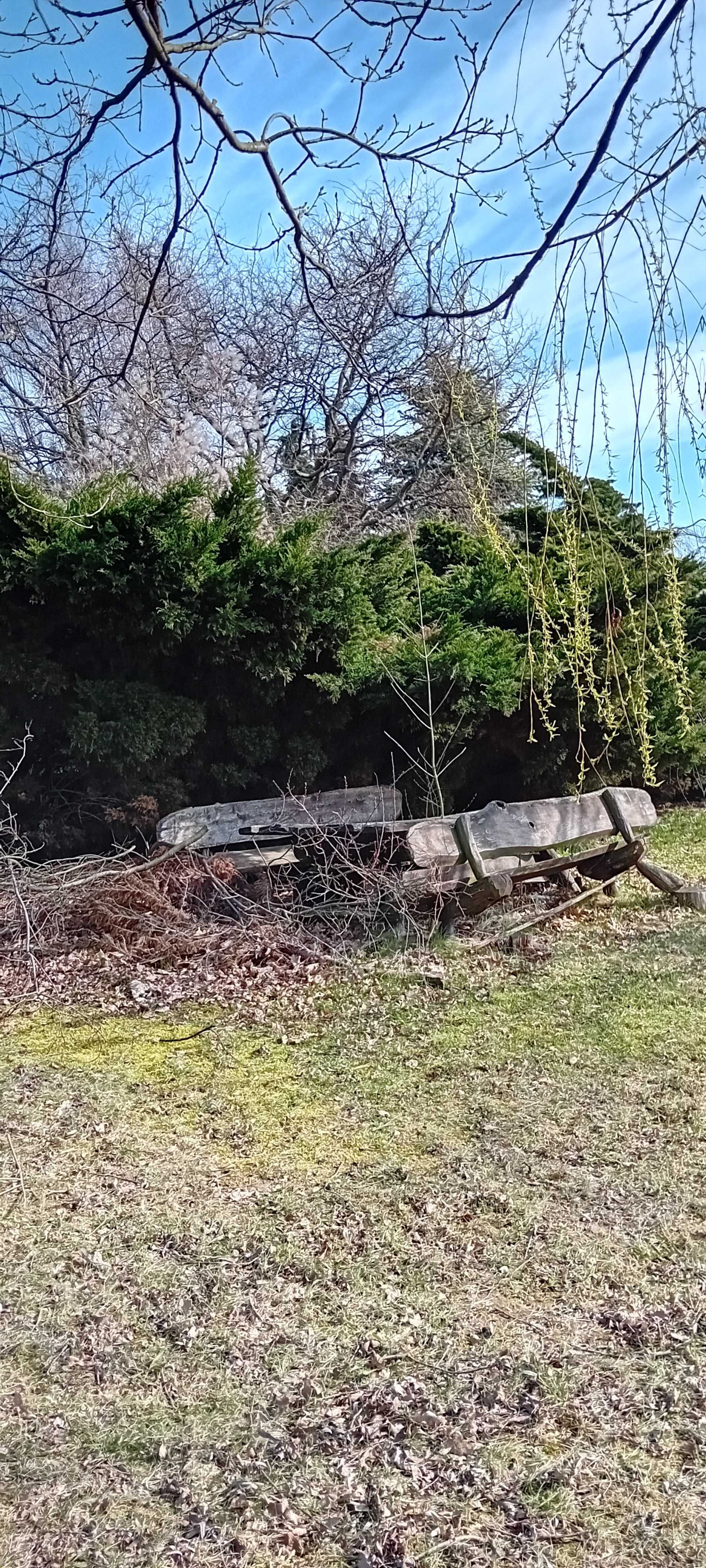 Oddam za darmo drzewo i gałęzie z wycinki