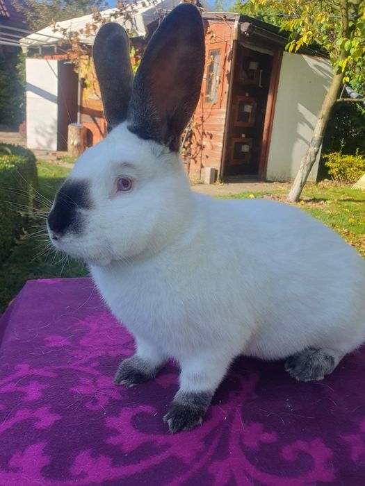 Kalifornijski czarny