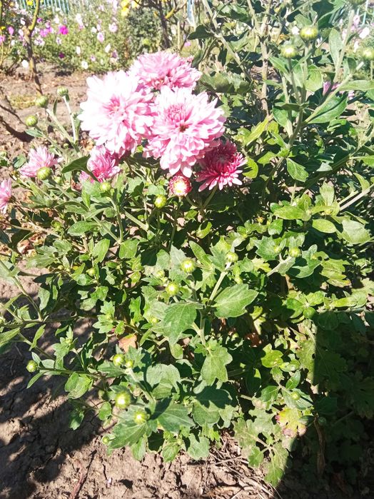 Квіти хризантеми дубки,королева осінні