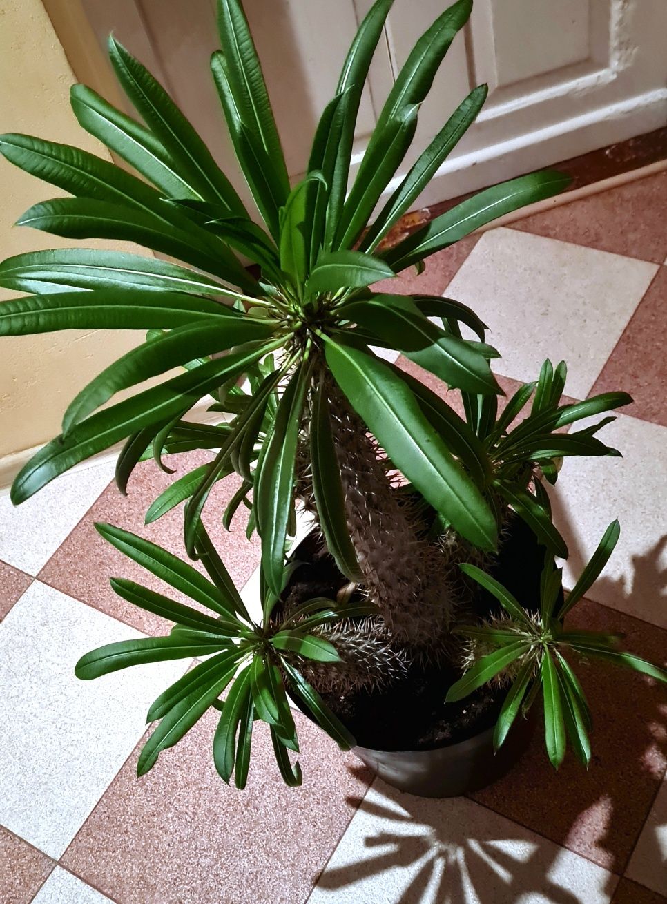 Palma Madagaskaru _Pachypodium lamerei  [Kaktus]
