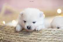Szpic miniaturowy pomeranian chłopiec /genetyka/domowa hodowla