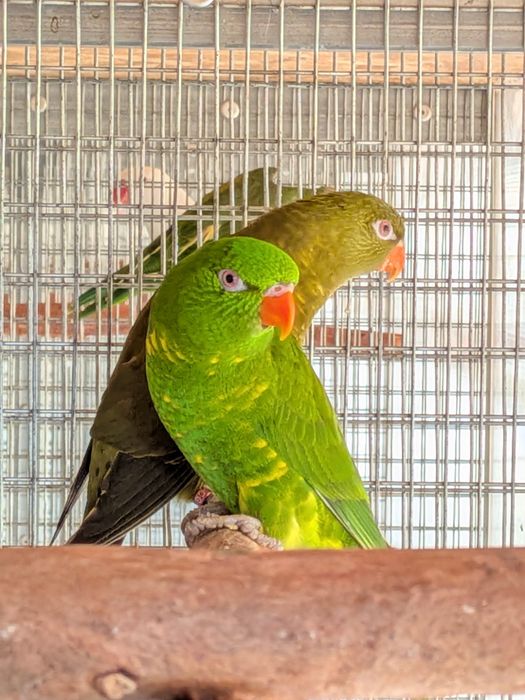 Loris Scaly - casal