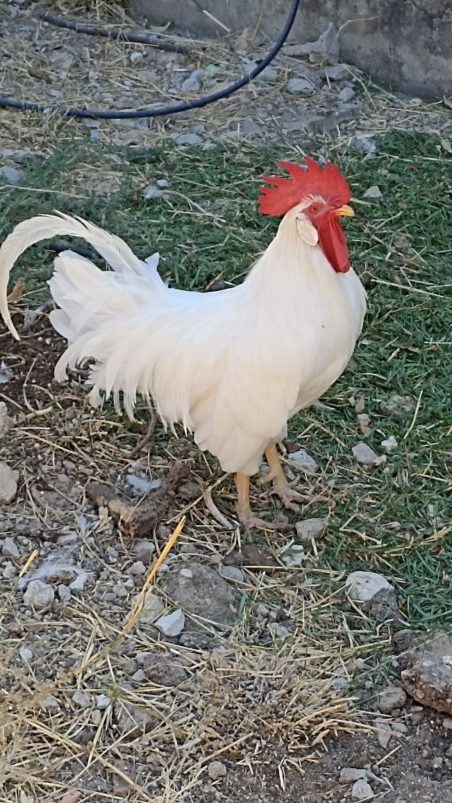 Galo adulto Leghorn puro