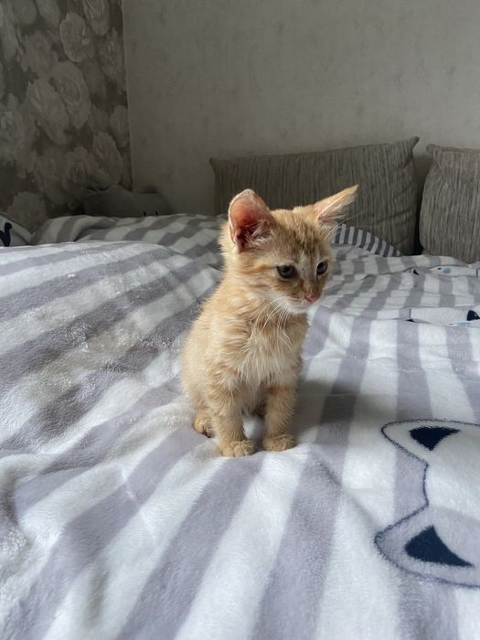 Рудий котик в добрі руки