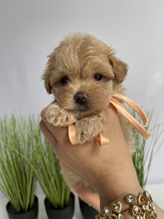 VIP Мальтипу F1 — Маленькі моделі для обіймів