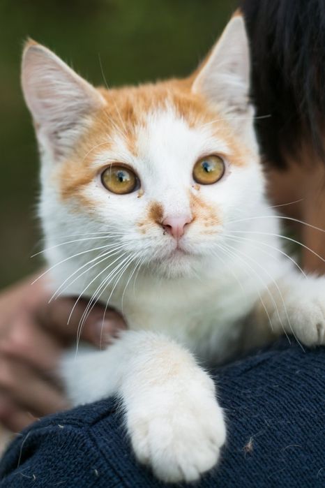 Ищем дом котятам-мальчикам 5 месяцев