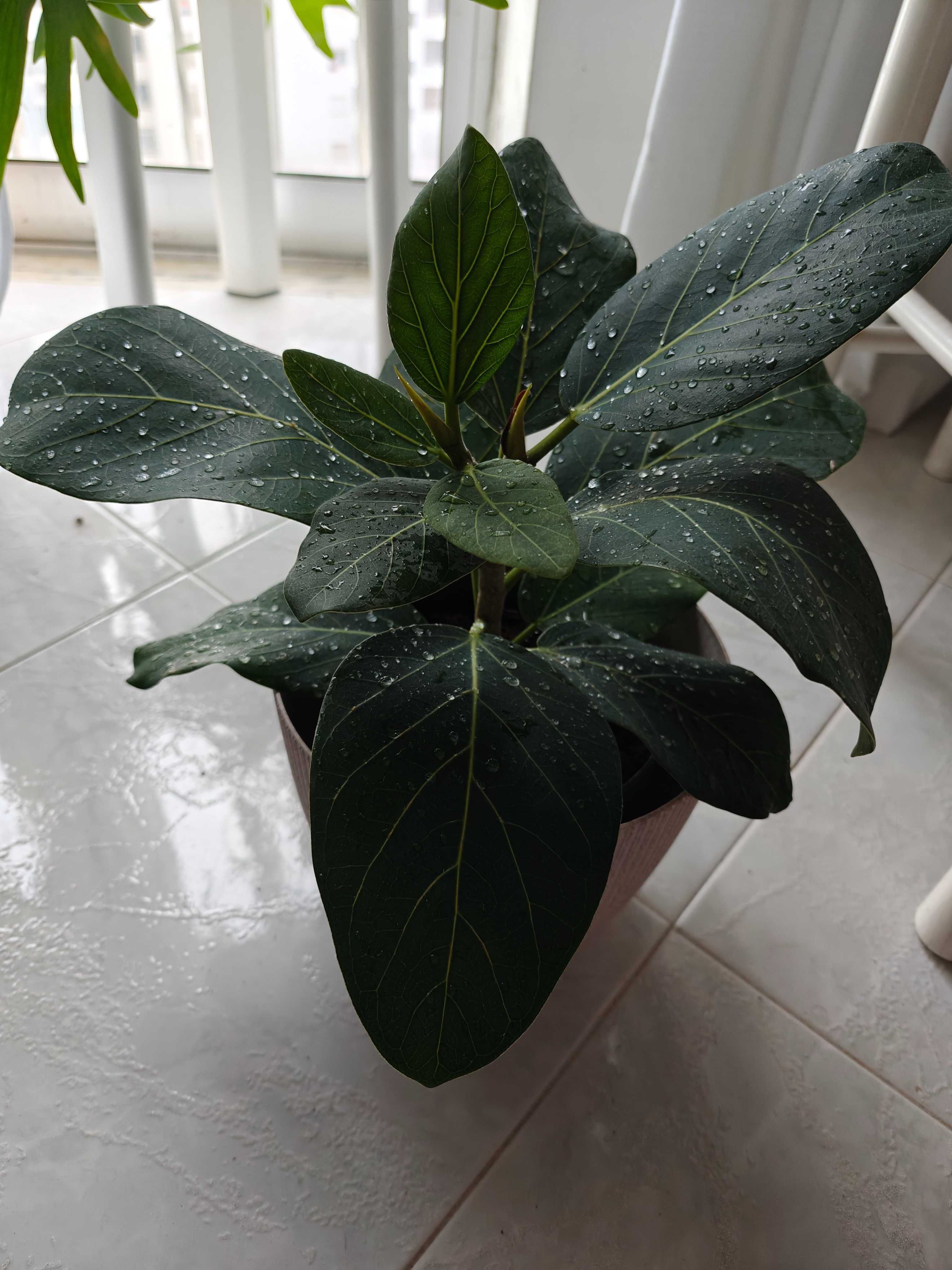 Ficus benghalensis ‘Audrey’