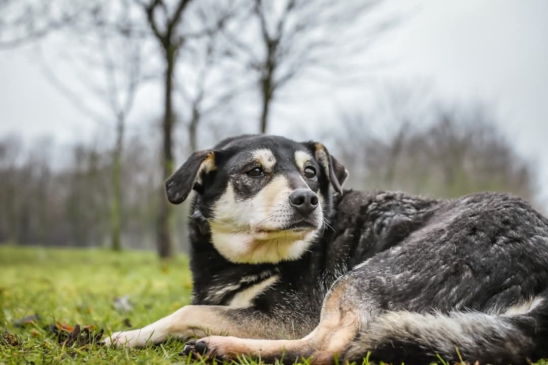 Miała tylko 3 miesiące jak trafiła do schroniska.. Od tylu lat czeka..