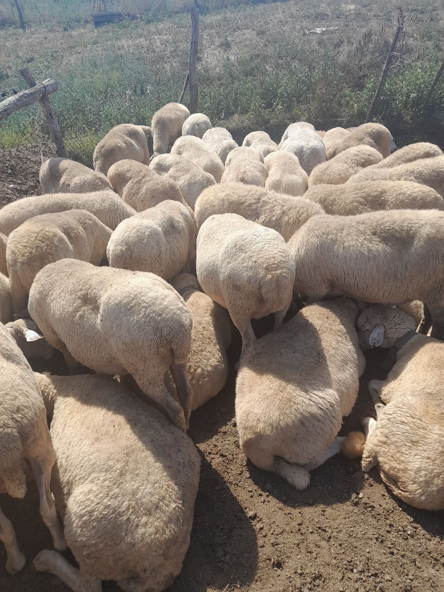 Продам овечью брынзу, Одесская обл