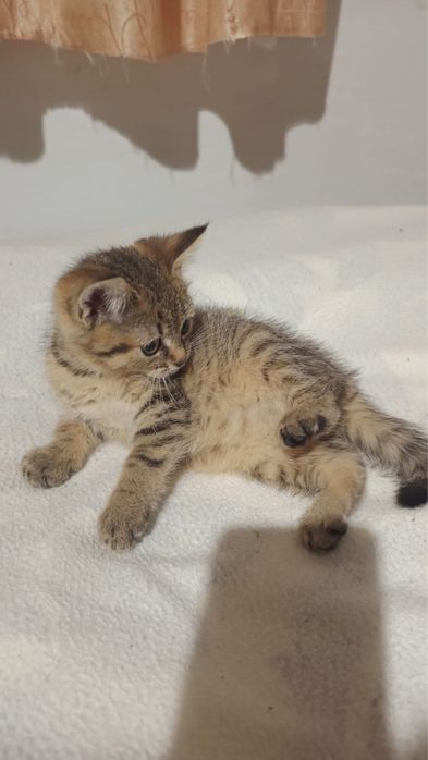 Кошеня (дівчинка)