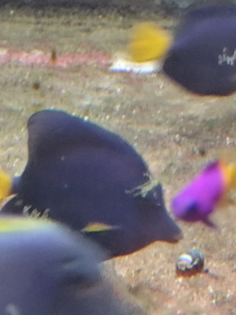 Zebrasoma xanthurus