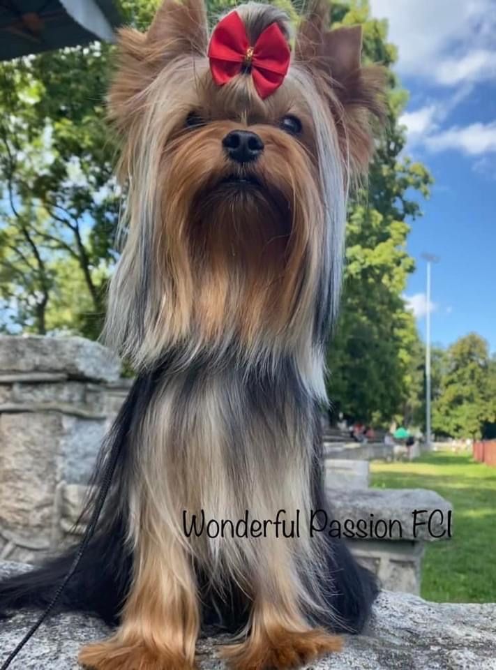 York Yorkshire Terrier ZKwP piesek FCI