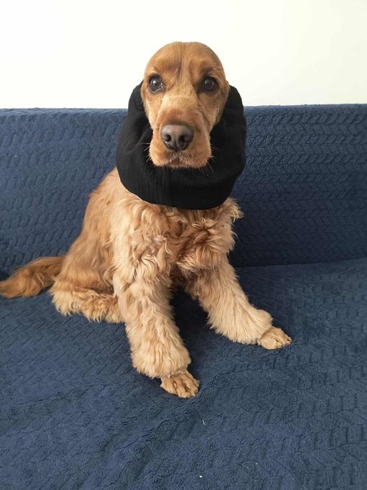Nowy muślinowy snood dla psa z długimi uszami Cocker spaniel cavalier